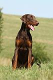 DOBERMANN 1084